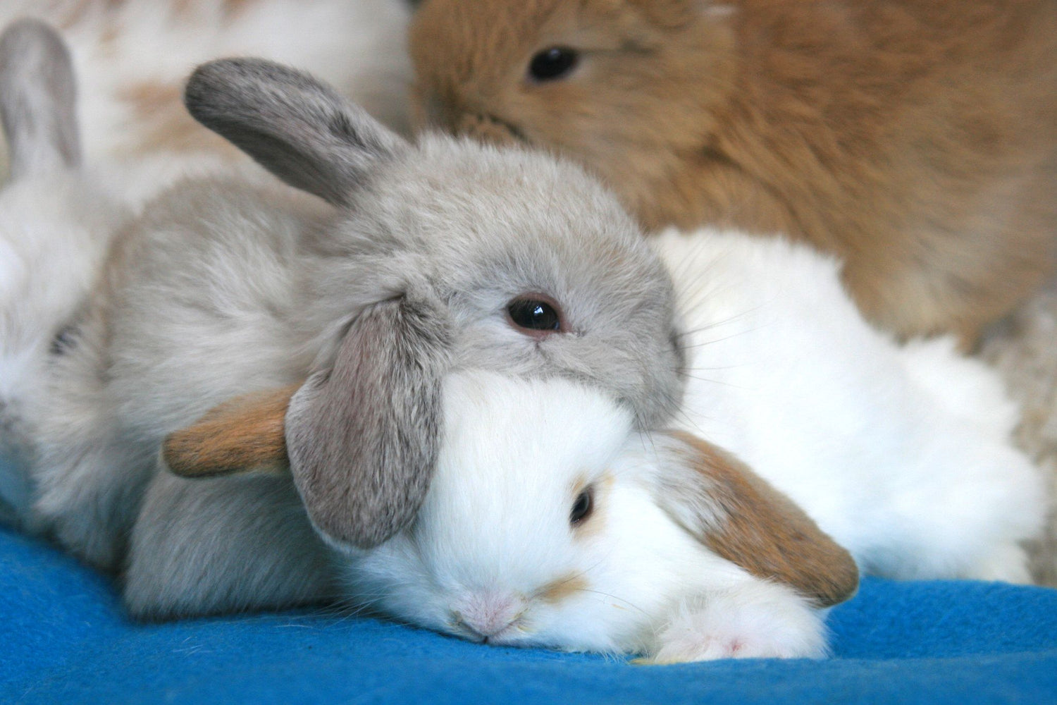 Rabbits
