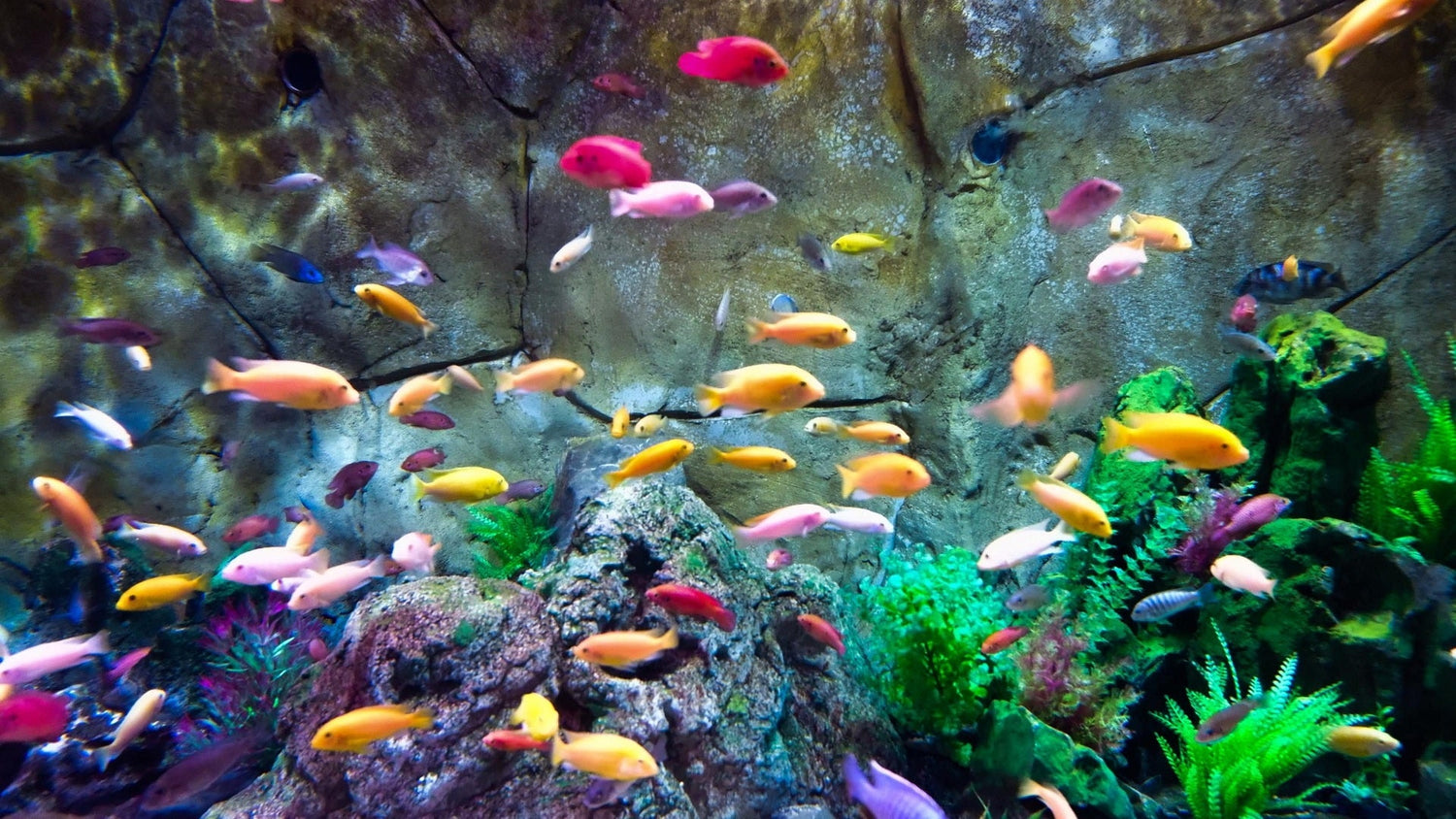 Fish
