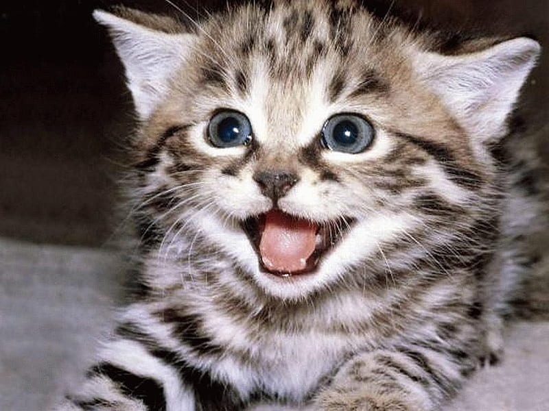 Cats