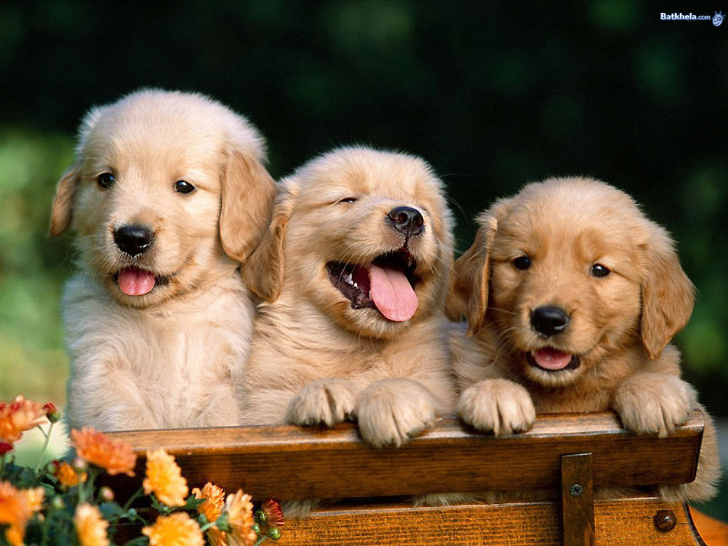 Dogs