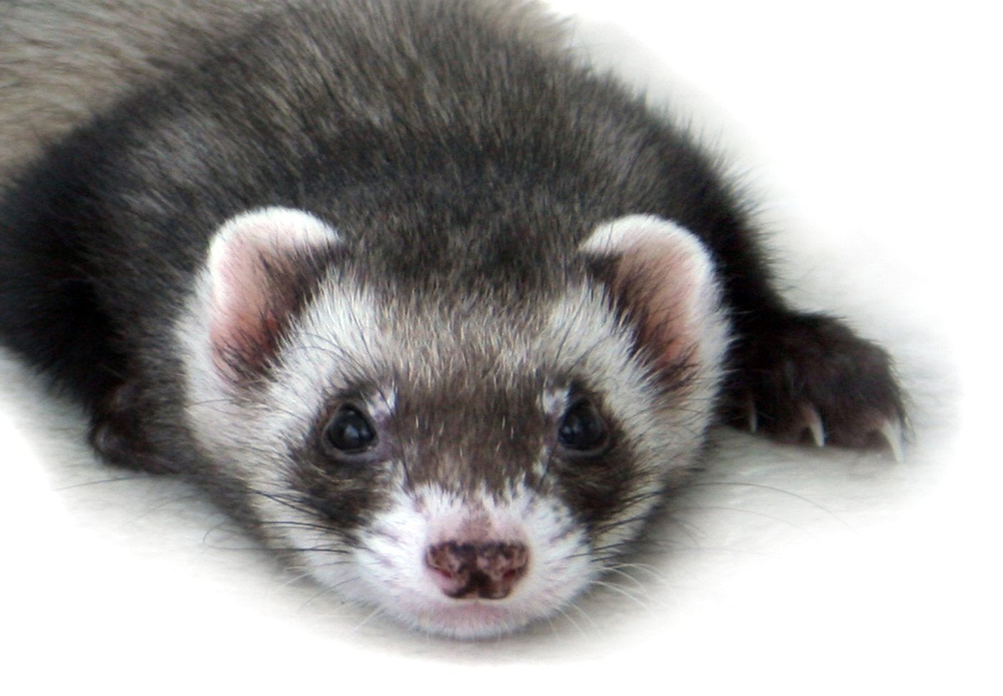 Ferrets